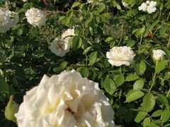 -廊坊文化艺术中心