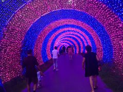 -大塘金香草谷
