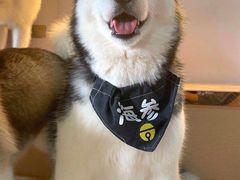 -Husky Go! 哈士奇体验馆·宠物咖啡厅狗咖