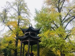 -千年银杏谷文化旅游区