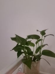 -Dr.林醫生产后修复·配方产康店(南京大厂店)