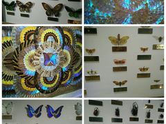 -上海昆虫博物馆