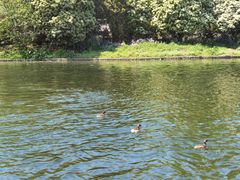 -上海共青森林公园