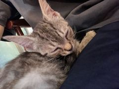 -楼上猫咖(罗湖店)