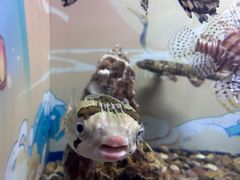 -烟台海昌鲸鲨海洋公园