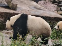 -中国大熊猫保护研究中心雅安碧峰峡基地