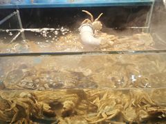 -苏格里岛自助烤肉海鲜火锅(成都金牛万达店)
