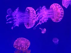 -上海海昌海洋公园