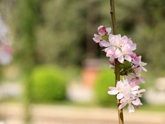-海棠花溪(元大都城垣遗址公园)