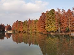 -上海海湾国家森林公园