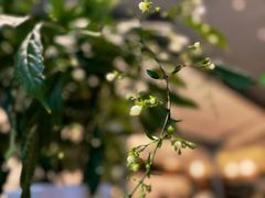 -Peet's Coffee皮爷咖啡(武商Mall手作店)