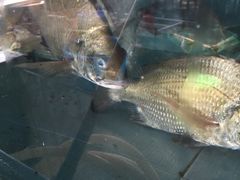 -浪琴湾尾角仔海鲜坊