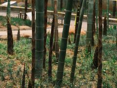 -绳金塔