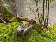 -森SPA·泰式按摩·精油Massage(宝安中心店)