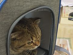-艾贝尔宠物医院·狂犬免疫点(江山金象城店)
