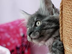 -翊宠yipet猫狗购宠庄园犬舍•猫舍