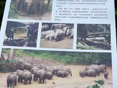 -野象谷景区