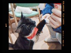 -猫色咖啡·猫咖