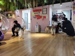 -Husky Go! 哈士奇体验馆·宠物咖啡厅狗咖