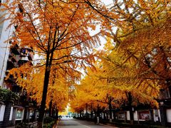 -四川大学(望江校区)