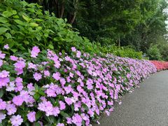 -上海滨江森林公园