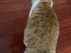 -悠尼宠物·独立低压伊珊娜洗护·美容·寄养(兰谷路店)