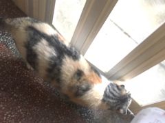 -猫色咖啡·猫咖