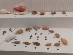 -青岛贝壳博物馆
