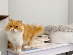 -喵的天空名猫咖啡馆·撸猫·猫舍·用品