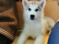 -Husky Go! 哈士奇体验馆·宠物咖啡厅狗咖