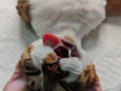 -瑞派宠物医院(锦江店)