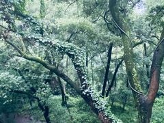 -南山植物园