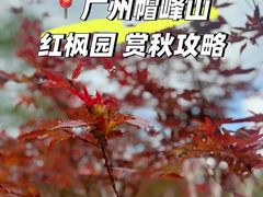 -广州市帽峰山景区