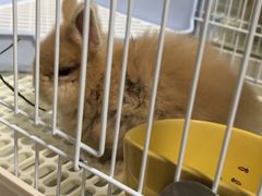 -宠物兔专门店(天丰利市场店)