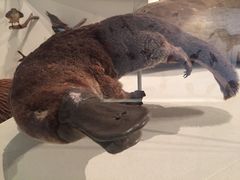 -墨尔本博物馆(Melbourne Museum)