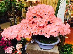-双季花艺园艺市场(浦东店)