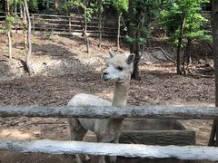 -清迈夜间动物园