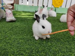 -萌宠亲子动物乐园(槐房万达店)