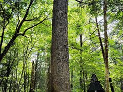 -五营红松林海景区