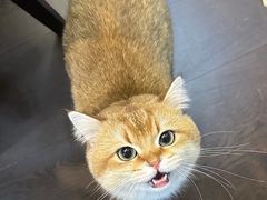 -北京观赏动物医院·24小时大型综合·猫专科·异宠专科