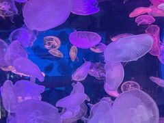 -合肥海洋世界