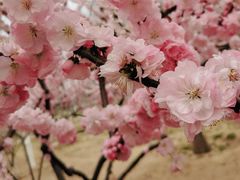 -大兴滨河森林公园