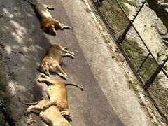 -大连森林动物园