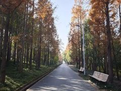 -上海长兴岛郊野公园