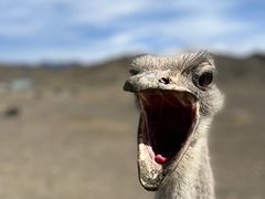 -新疆天山野生动物园