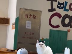 -藏猫猫咖啡主题馆(中央大道店)
