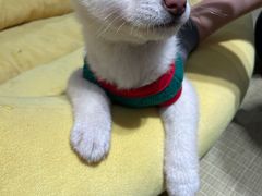 -逗柴咖啡屋·狗咖猫咖宠物桌游