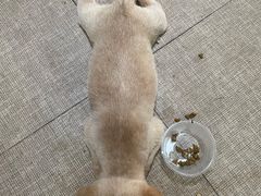 -瑞鹏宠物医院犬猫全科(真大分院)