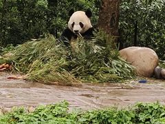 -中国大熊猫保护研究中心雅安碧峰峡基地