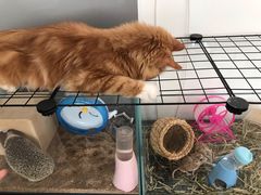 -平行世界·猫咖(首经贸店)